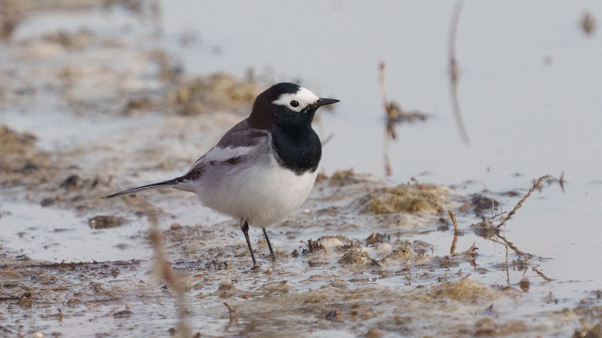 White Wagtail (Masked) - ML614633855