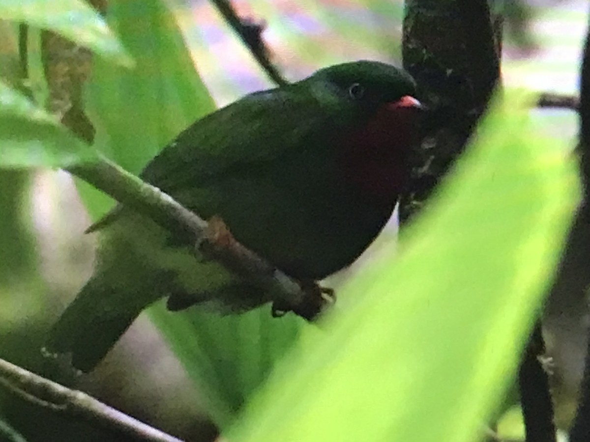 Cotinga à gorge rouge - ML614633878