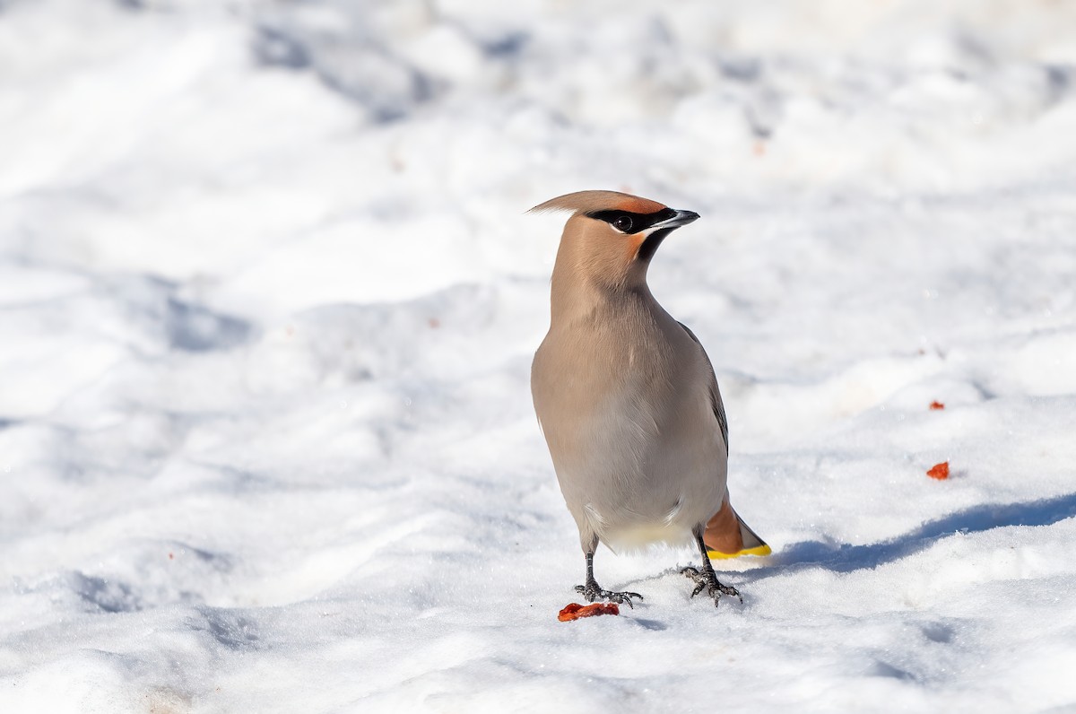 Bohemian Waxwing - Annie Lavoie