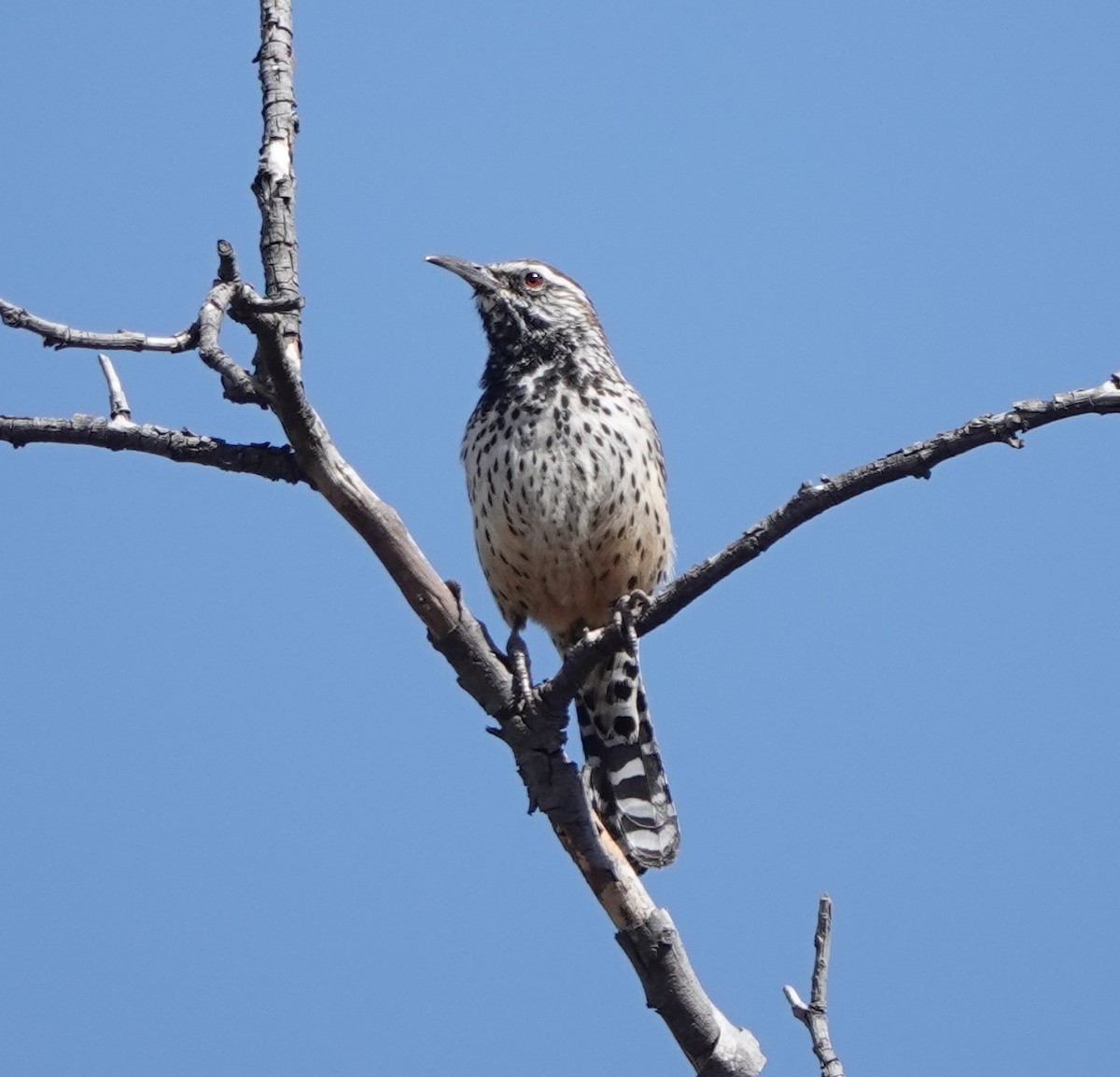 Cactus Wren - Martin Pitt