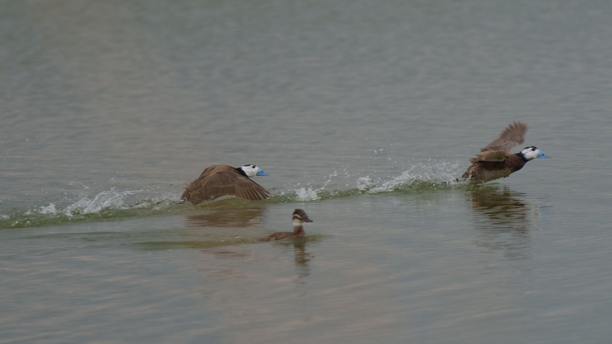 White-headed Duck - Zongzhuang Liu