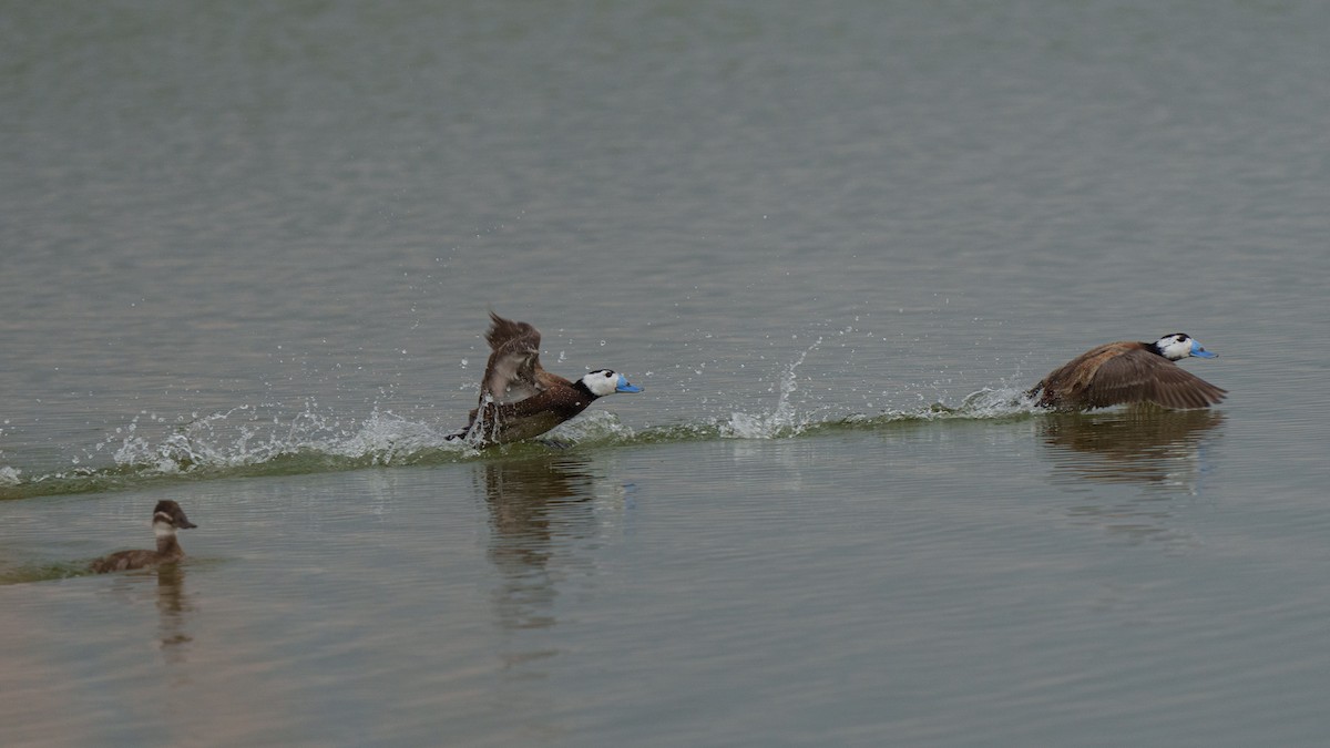 White-headed Duck - ML614634000