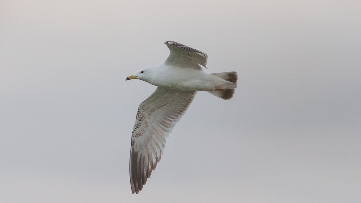 Gaviota Argéntea (Mongolia) - ML614634018