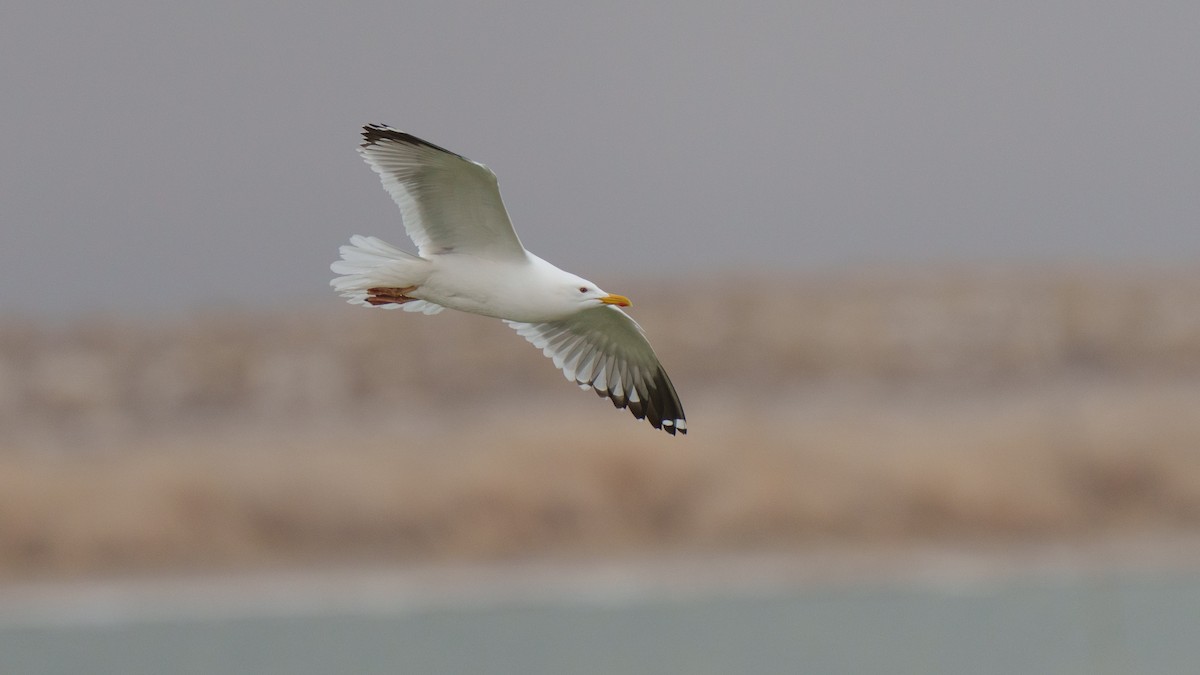 Gaviota Argéntea (Mongolia) - ML614634021