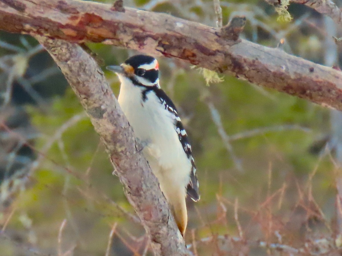 Hairy Woodpecker - ML614634030