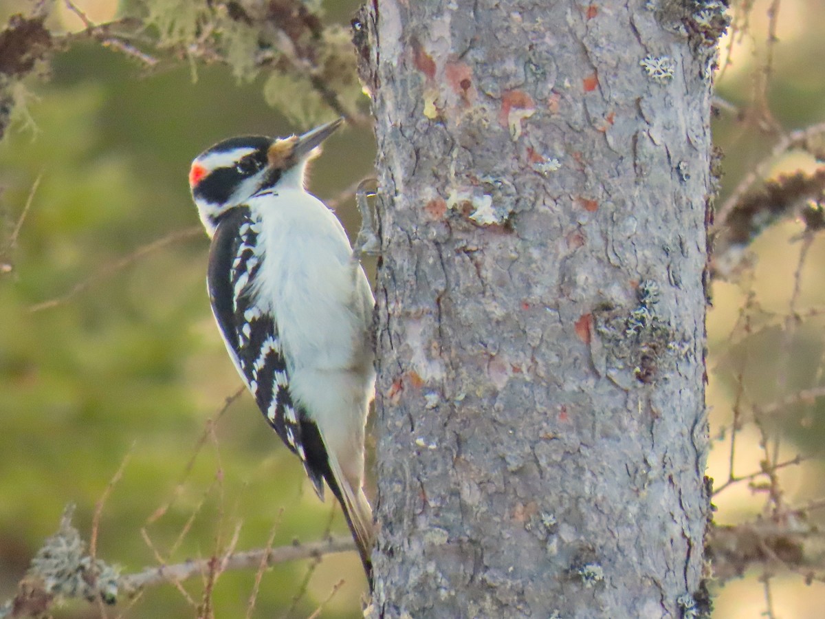 Hairy Woodpecker - ML614634032