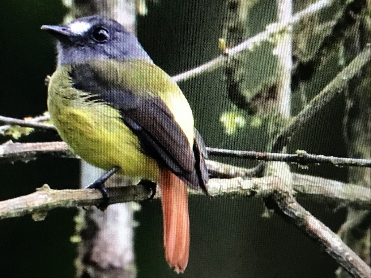 Ornate Flycatcher - ML614634059