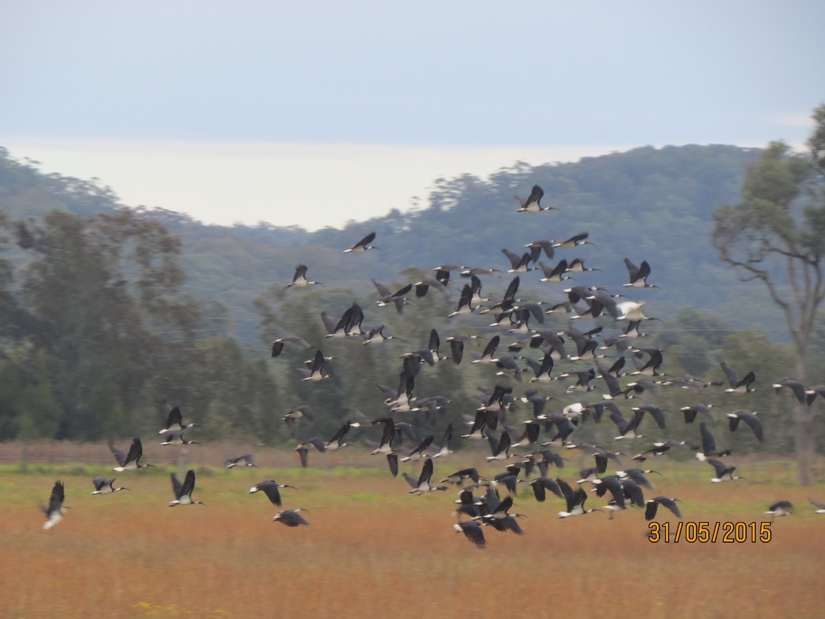 Straw-necked Ibis - ML614634073