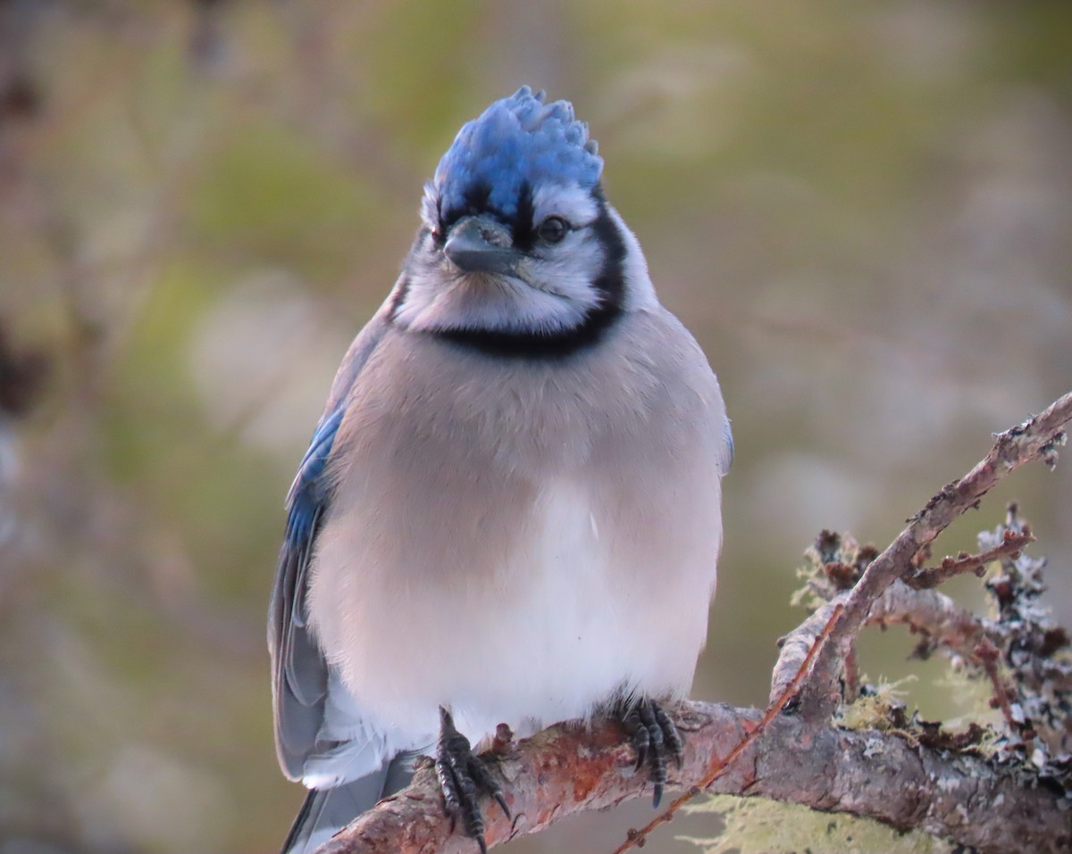 Blue Jay - ML614634075