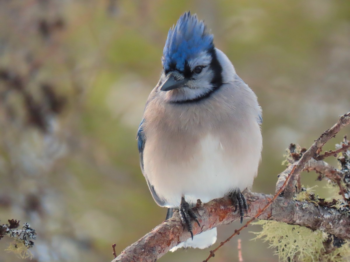 Blue Jay - ML614634077