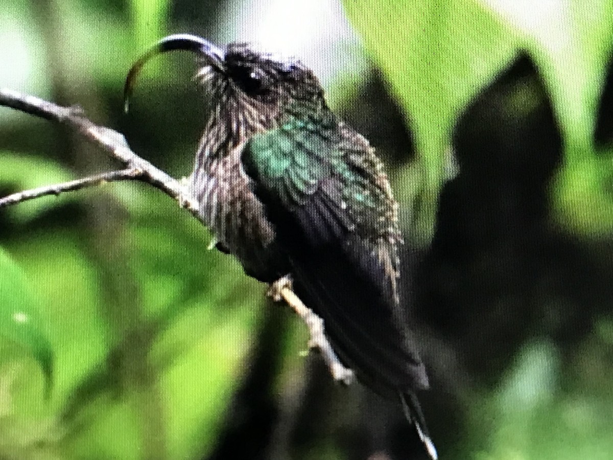 White-tipped Sicklebill - ML614634091