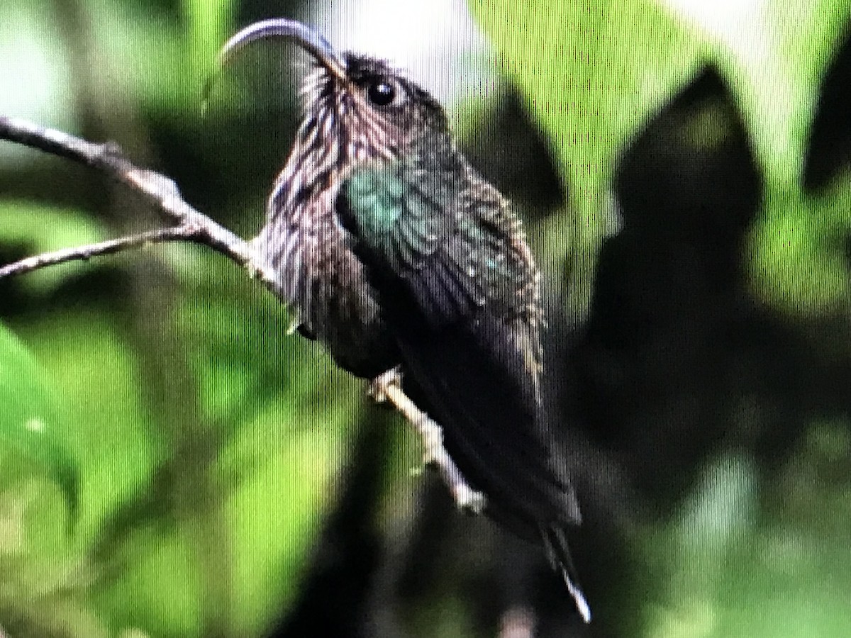 White-tipped Sicklebill - ML614634092