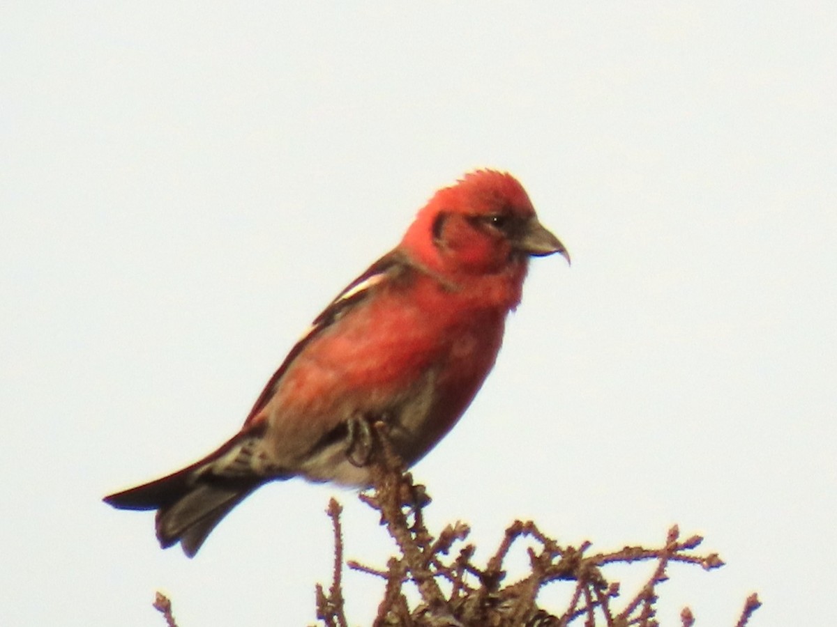 White-winged Crossbill - ML614634128