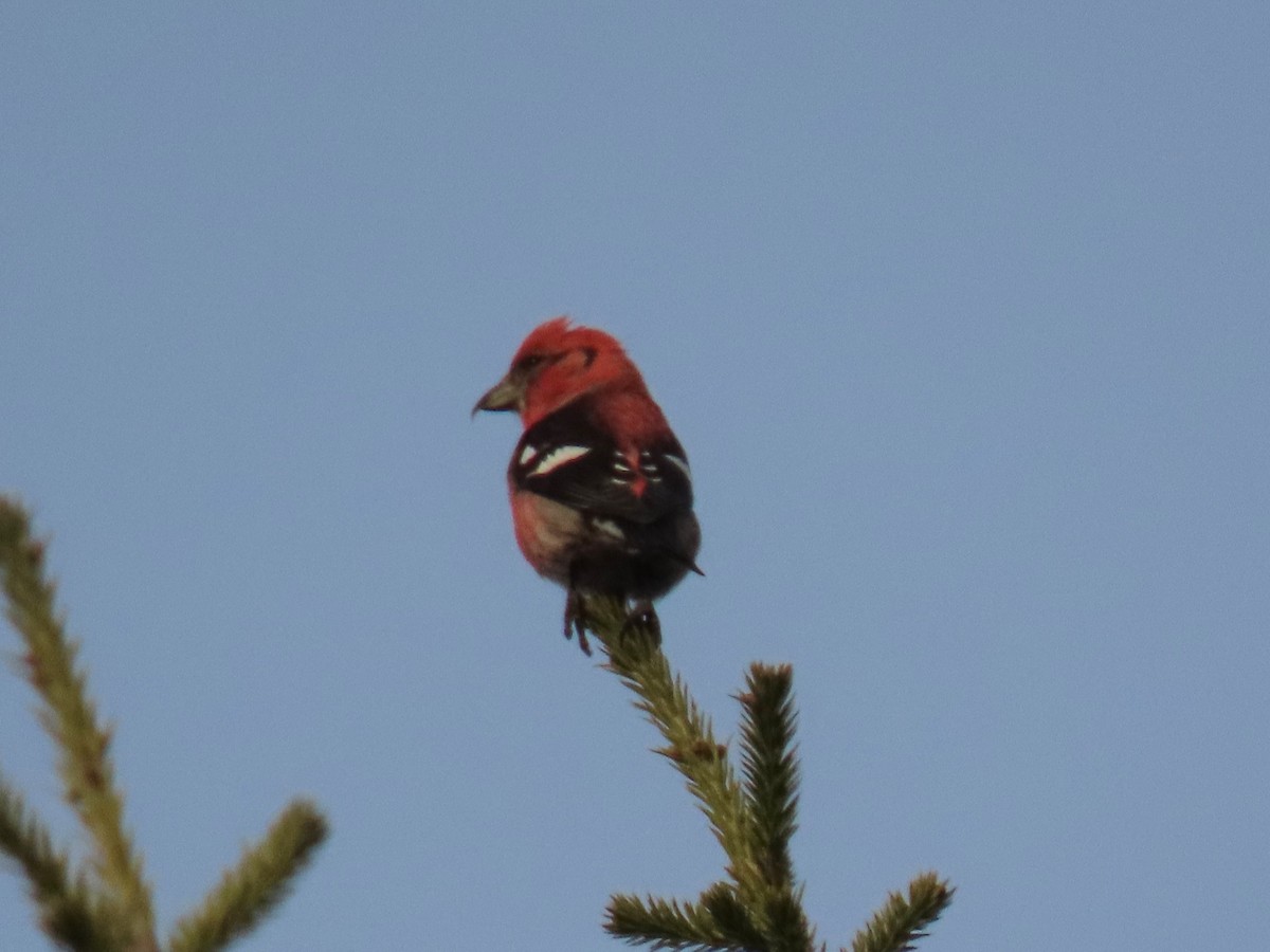 White-winged Crossbill - ML614634132