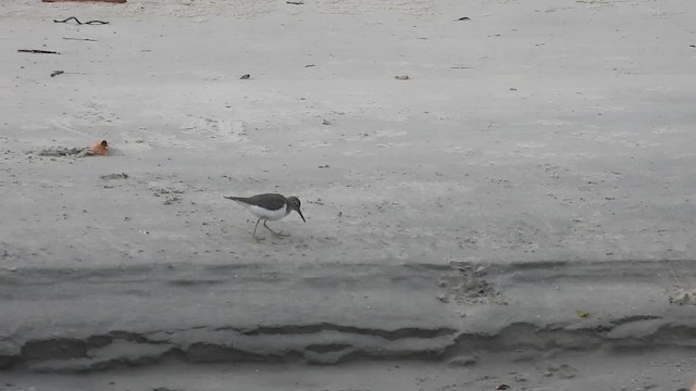 Common Sandpiper - ML614634175