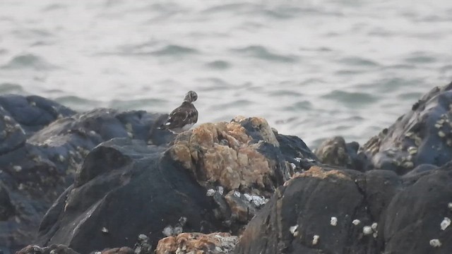 Ruddy Turnstone - ML614634217