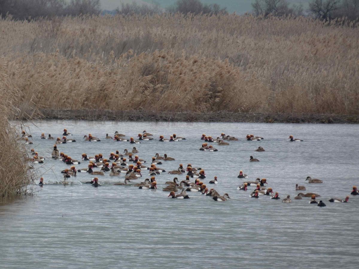 Red-crested Pochard - ML614634218