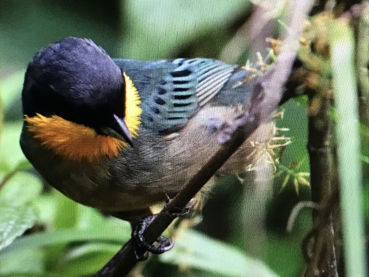 Yellow-throated Tanager - Jason Horn