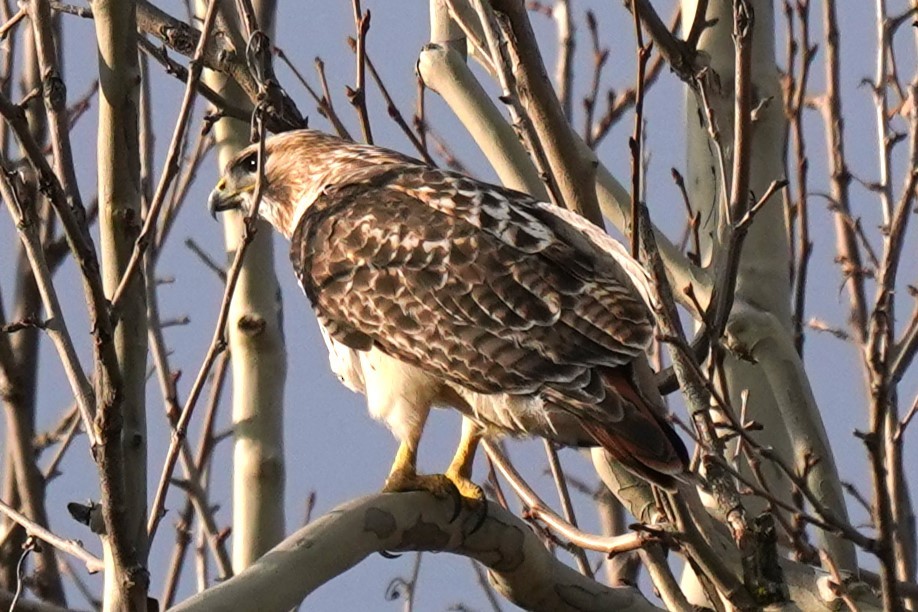 Red-tailed Hawk - ML614634266