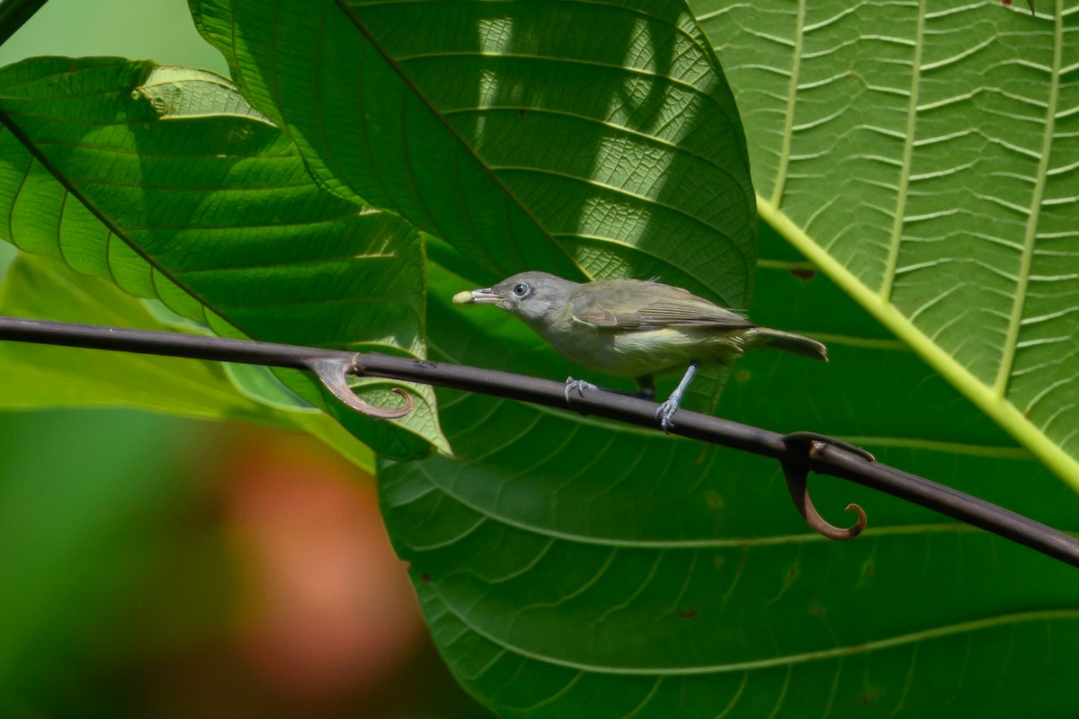 Green-backed Honeyeater - ML614634393