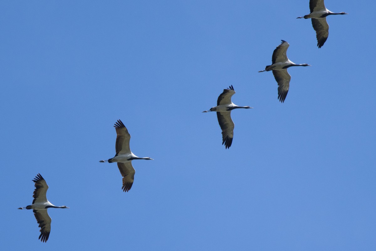 Demoiselle Crane - ML614634454