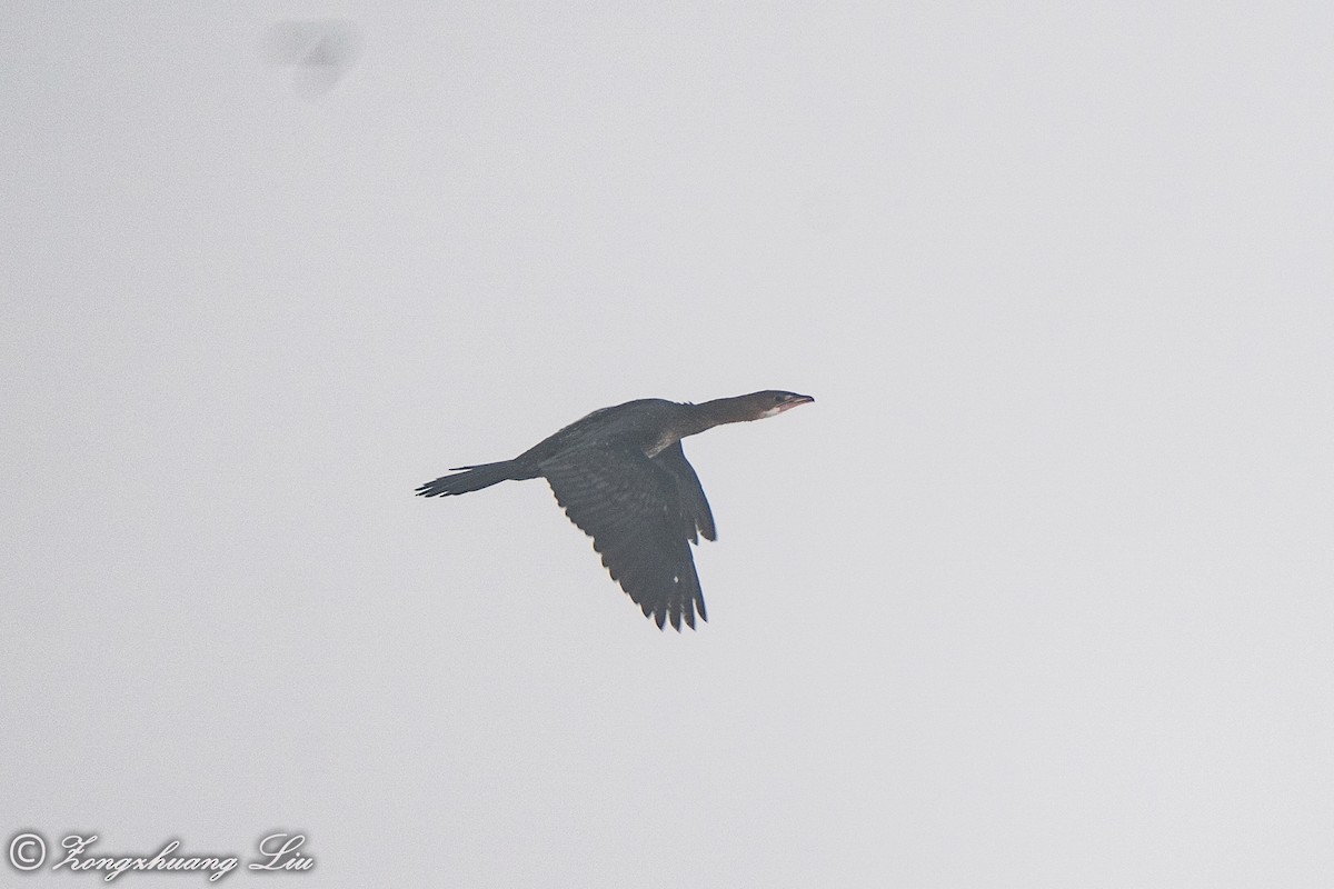 Pygmy Cormorant - Zongzhuang Liu