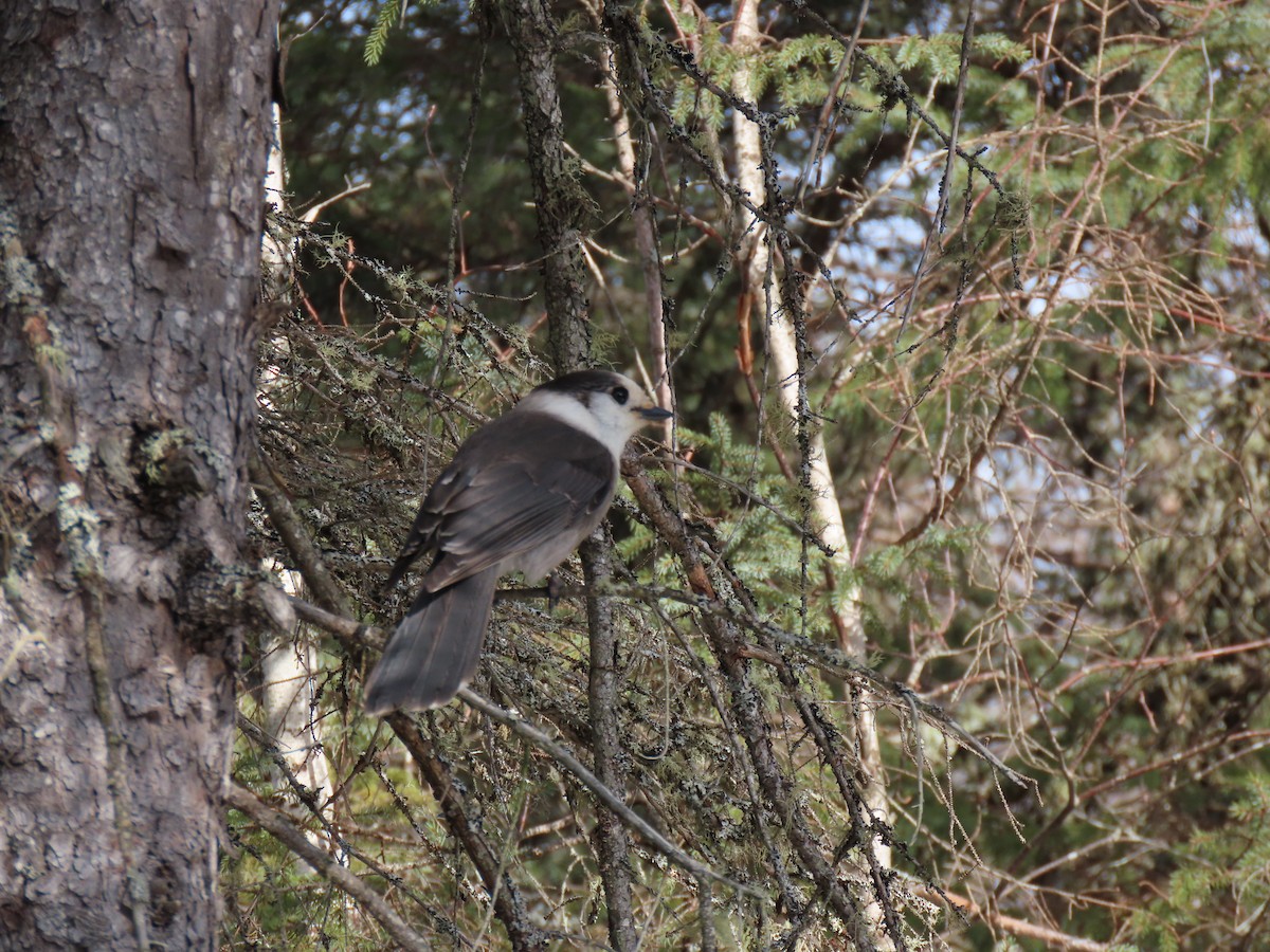 Canada Jay - ML614634479