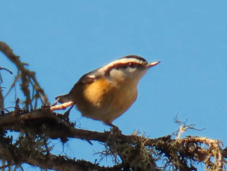 Red-breasted Nuthatch - ML614634499