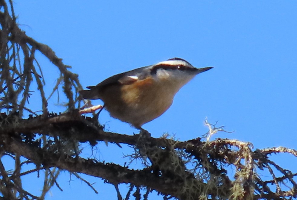 Red-breasted Nuthatch - ML614634500