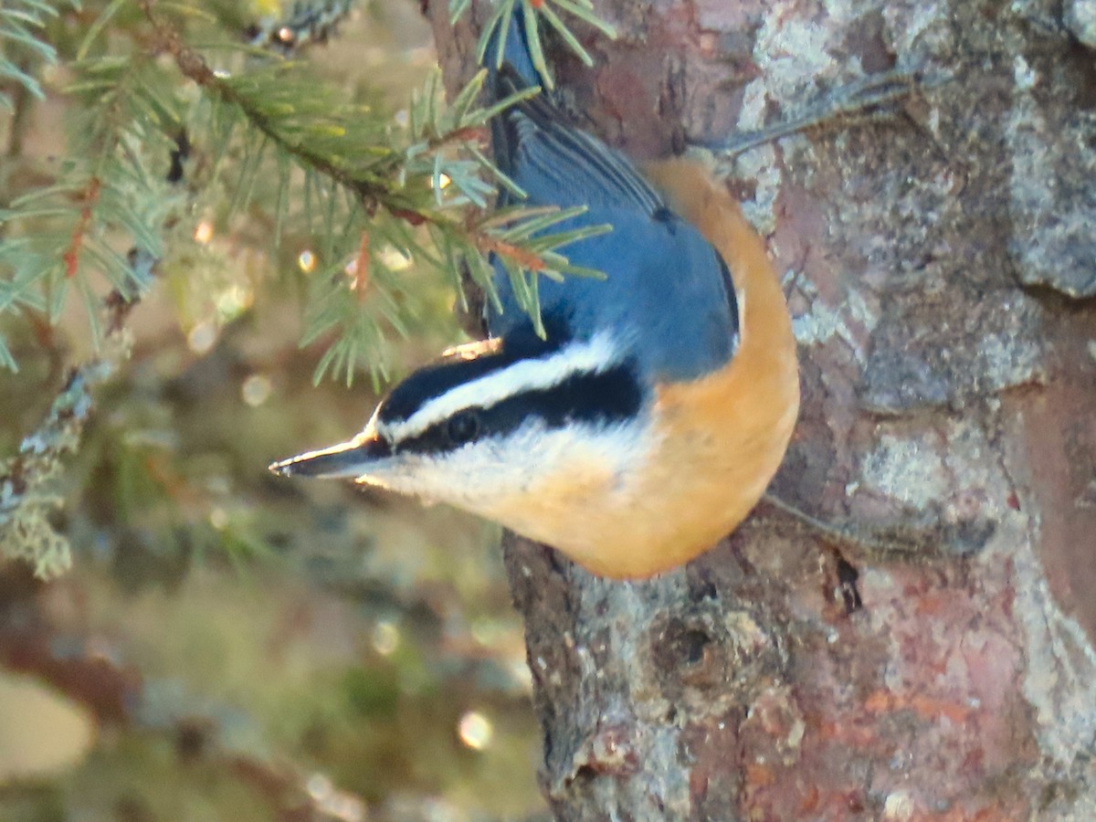 Red-breasted Nuthatch - ML614634501