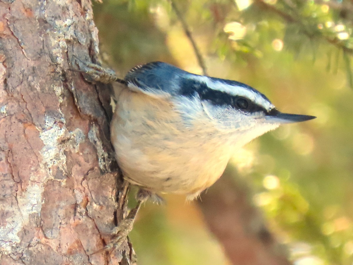 Red-breasted Nuthatch - ML614634502