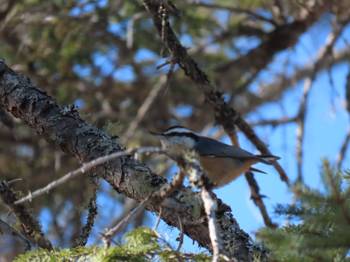 Red-breasted Nuthatch - ML614634504