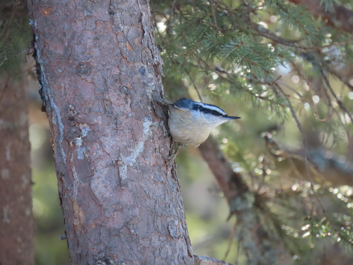 Red-breasted Nuthatch - ML614634505