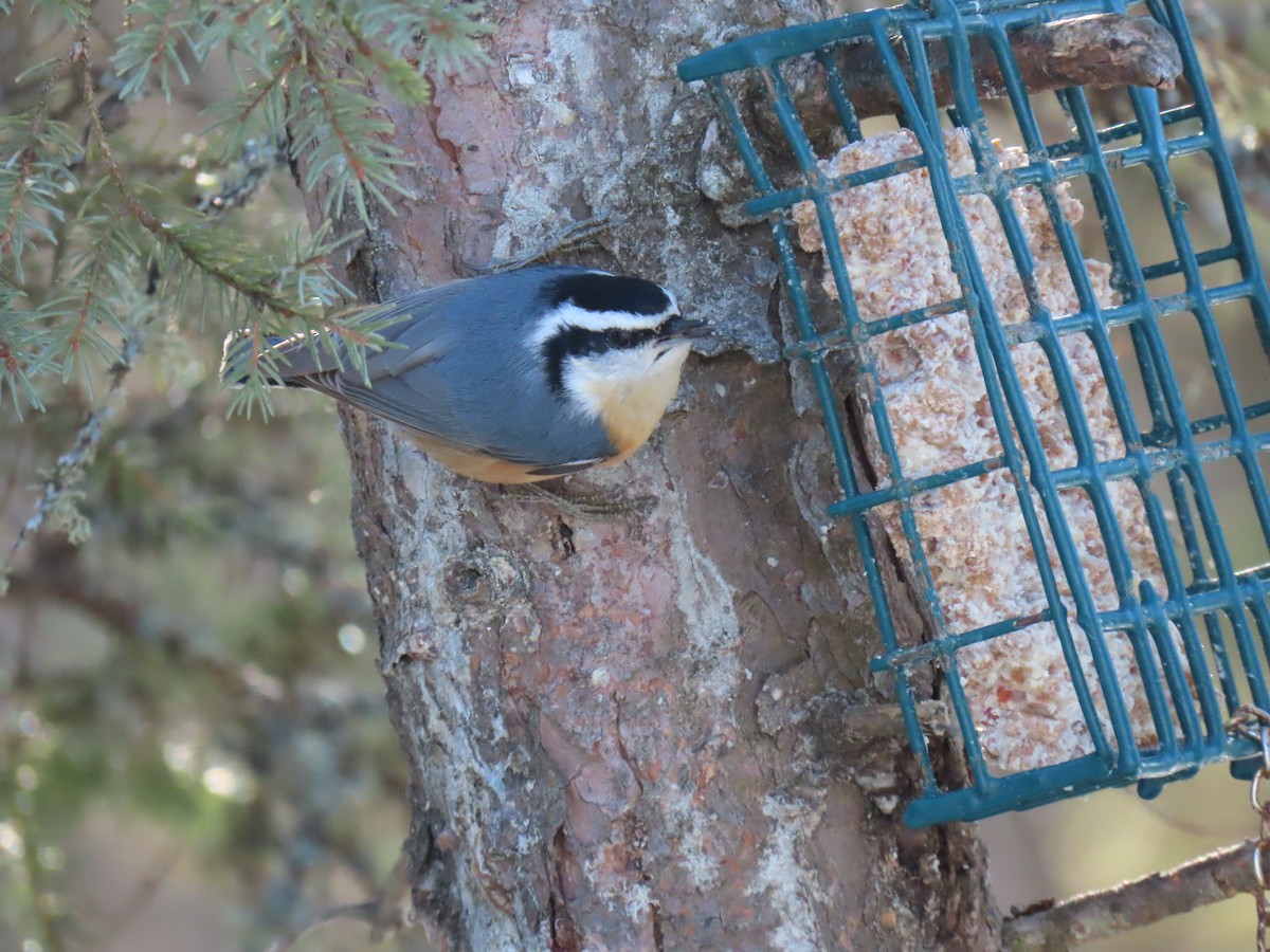 Red-breasted Nuthatch - ML614634506