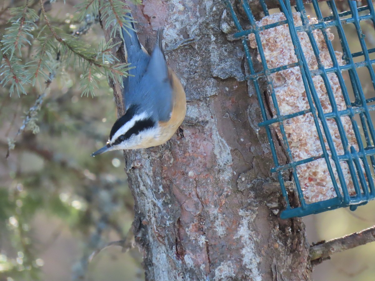 Red-breasted Nuthatch - ML614634507