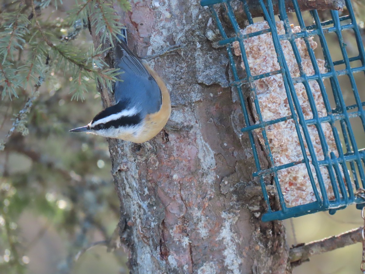 Red-breasted Nuthatch - ML614634508