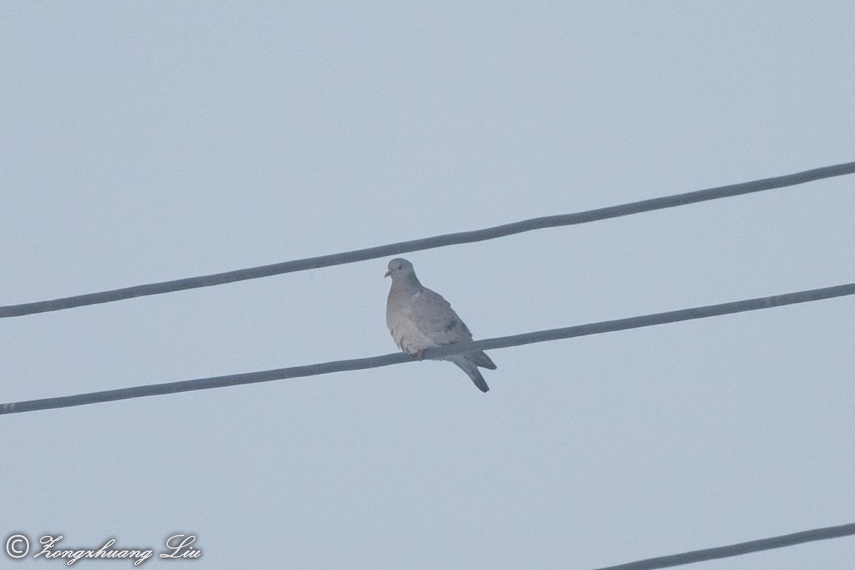 Stock Dove - Zongzhuang Liu