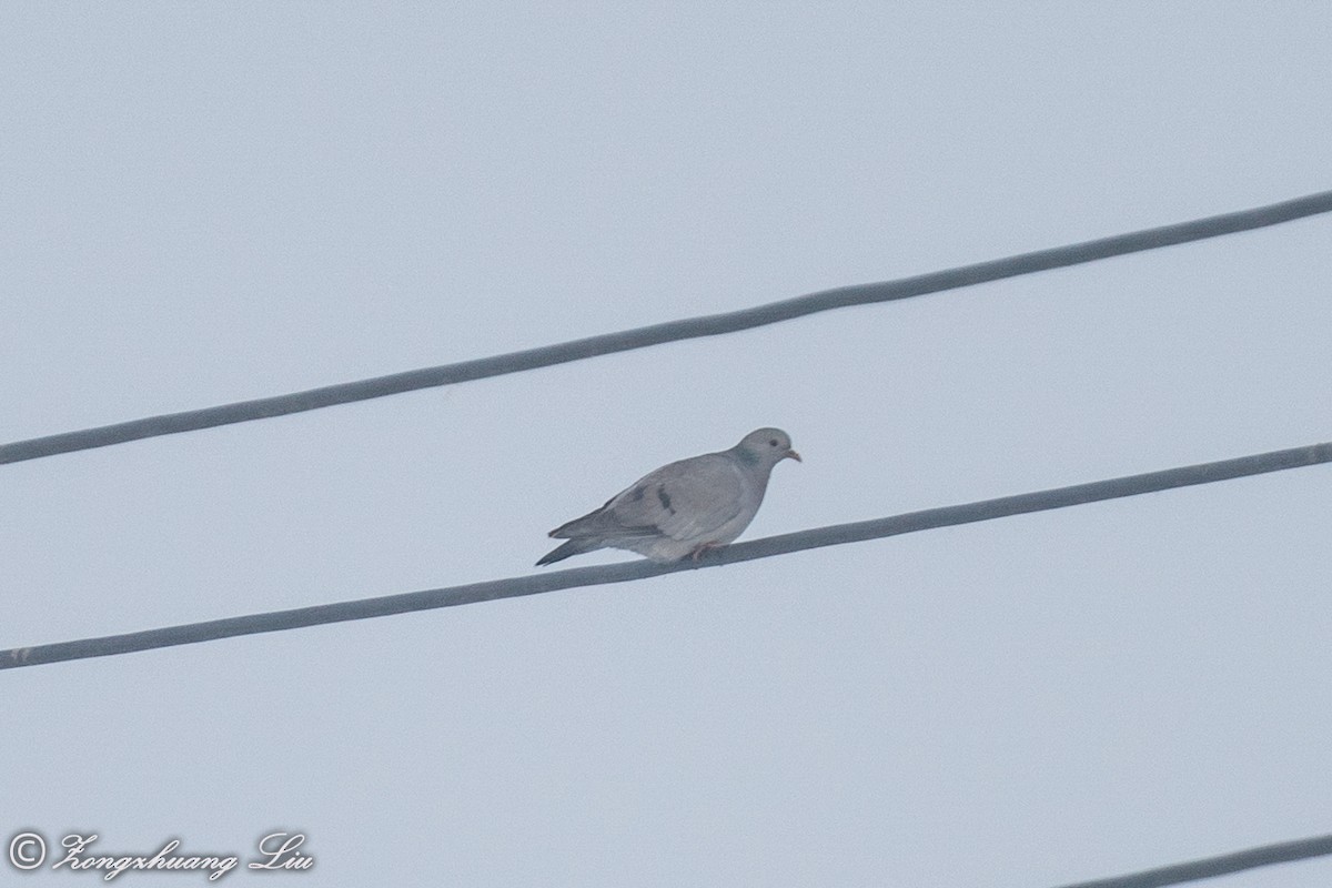 Stock Dove - Zongzhuang Liu