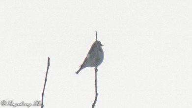 European Goldfinch - Zongzhuang Liu