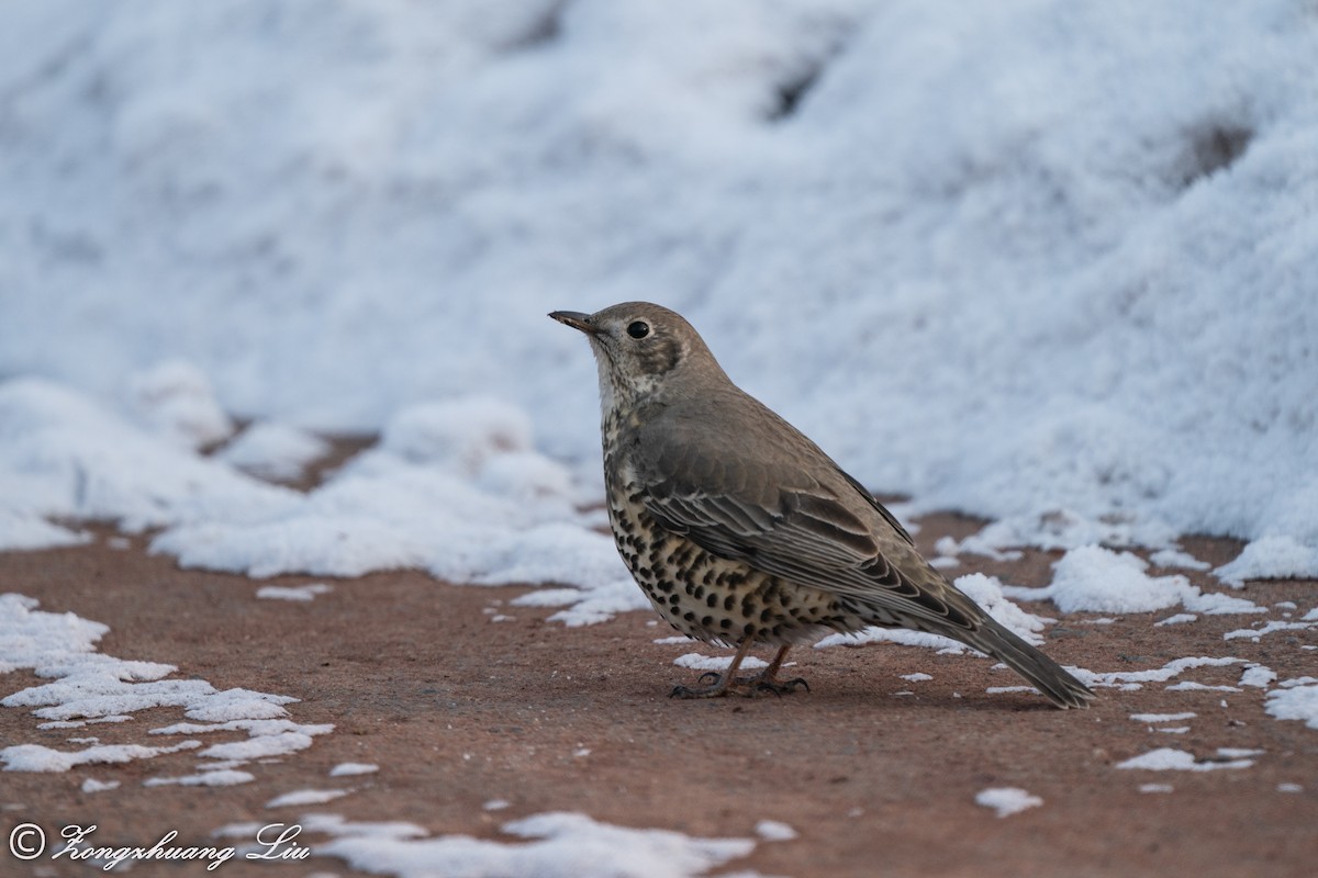 Mistle Thrush - ML614634522