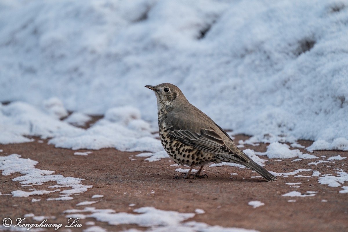 Mistle Thrush - ML614634523