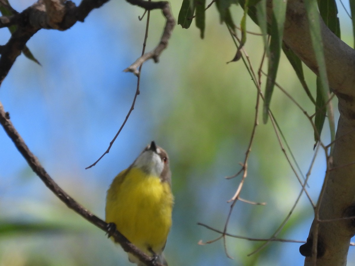 White-throated Gerygone - Scott Fox