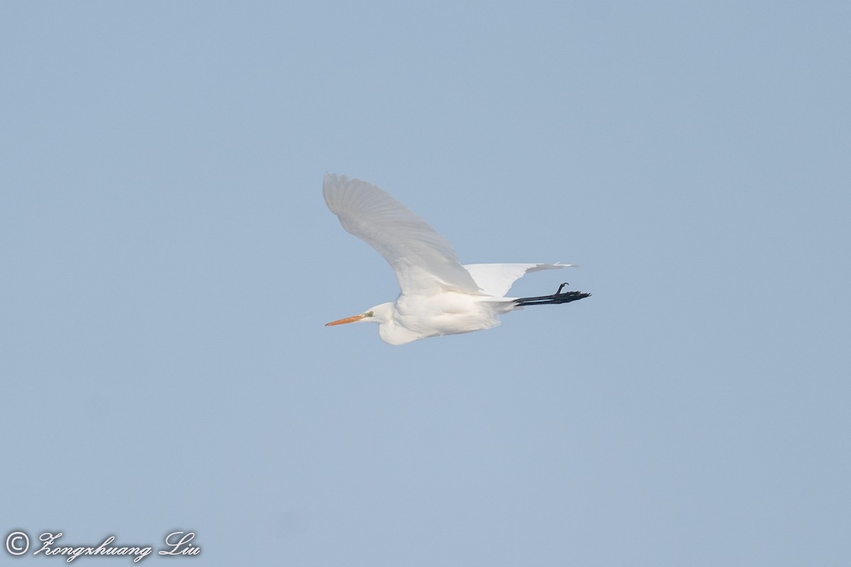 Great Egret - ML614634525