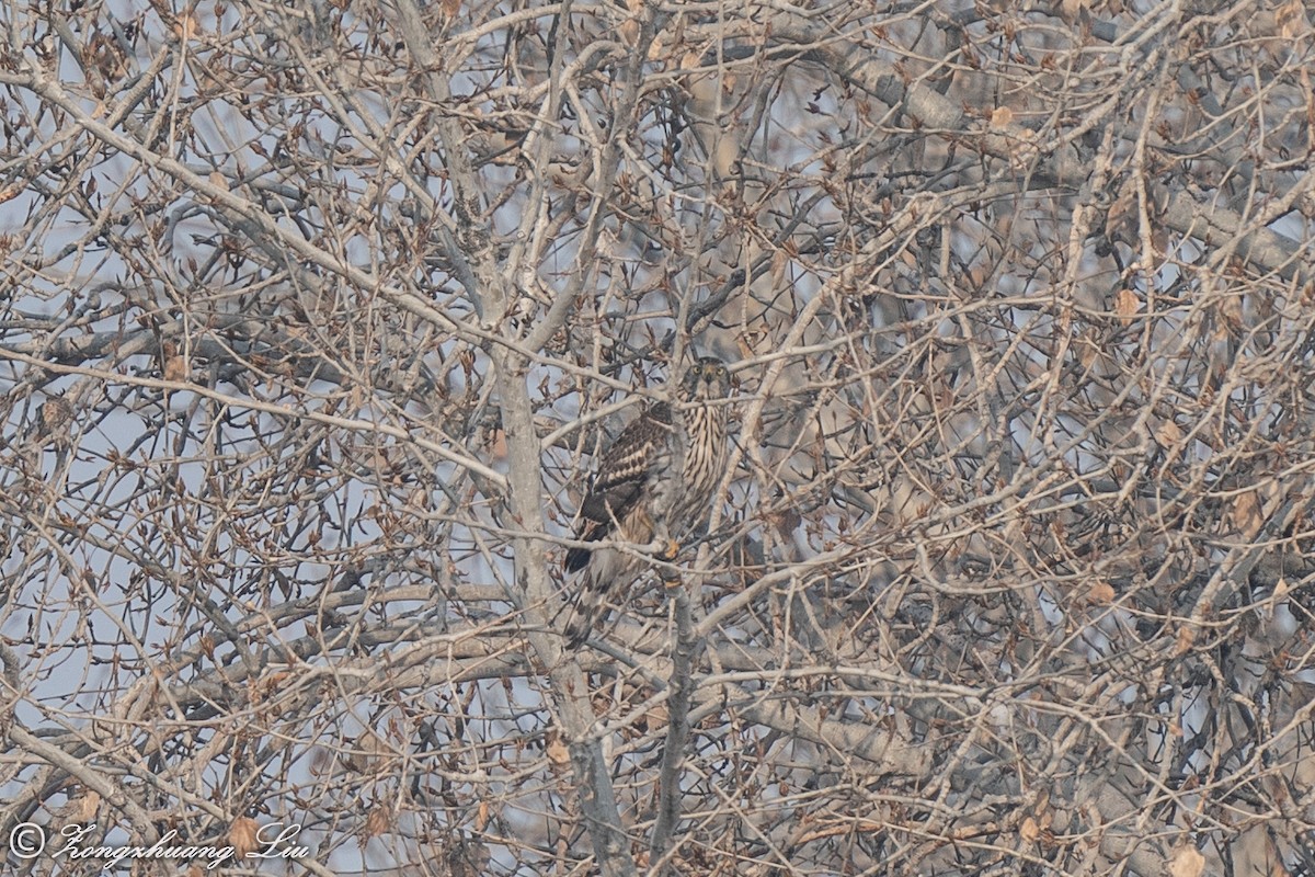 Eurasian Goshawk - Zongzhuang Liu