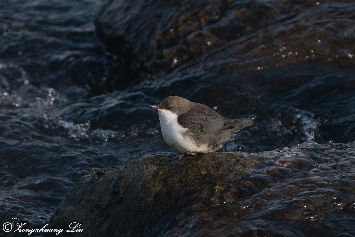 White-throated Dipper - ML614634531