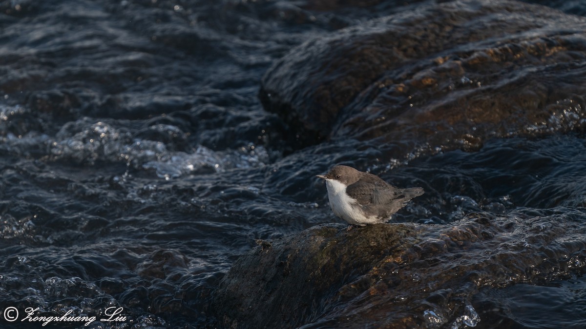 White-throated Dipper - ML614634532