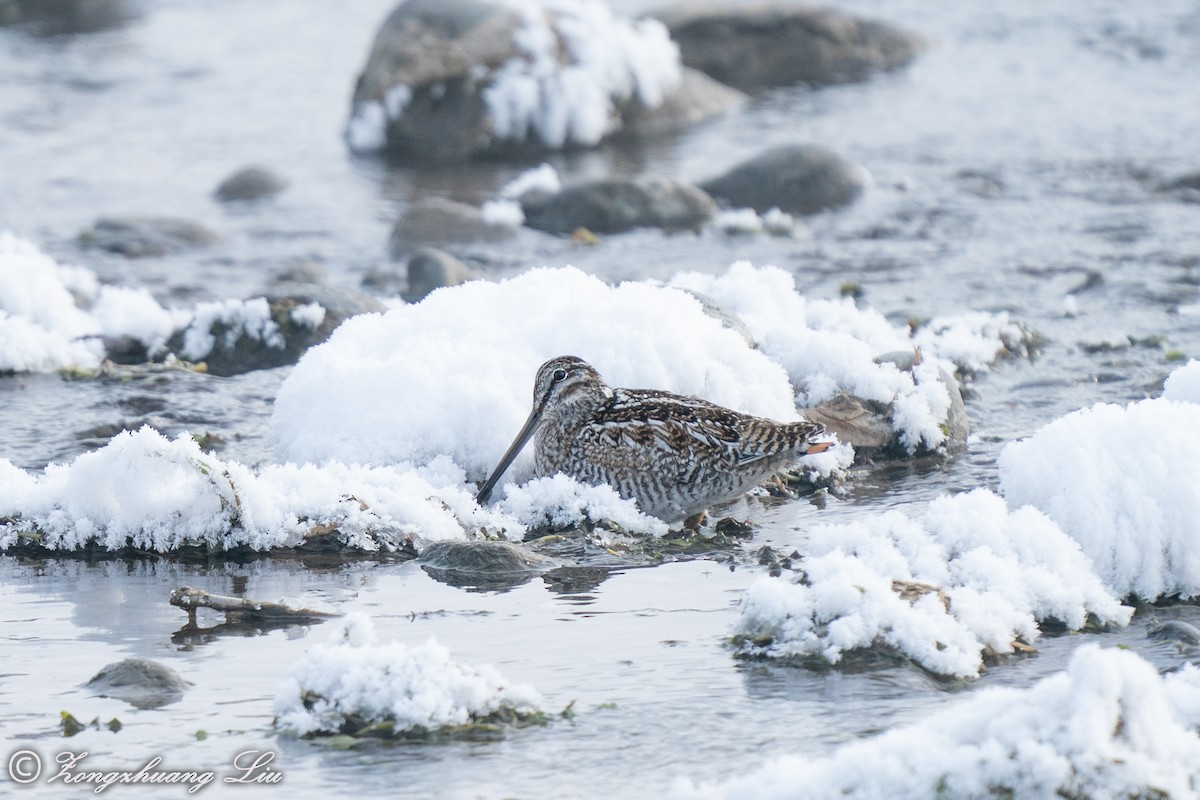 Solitary Snipe - ML614634560