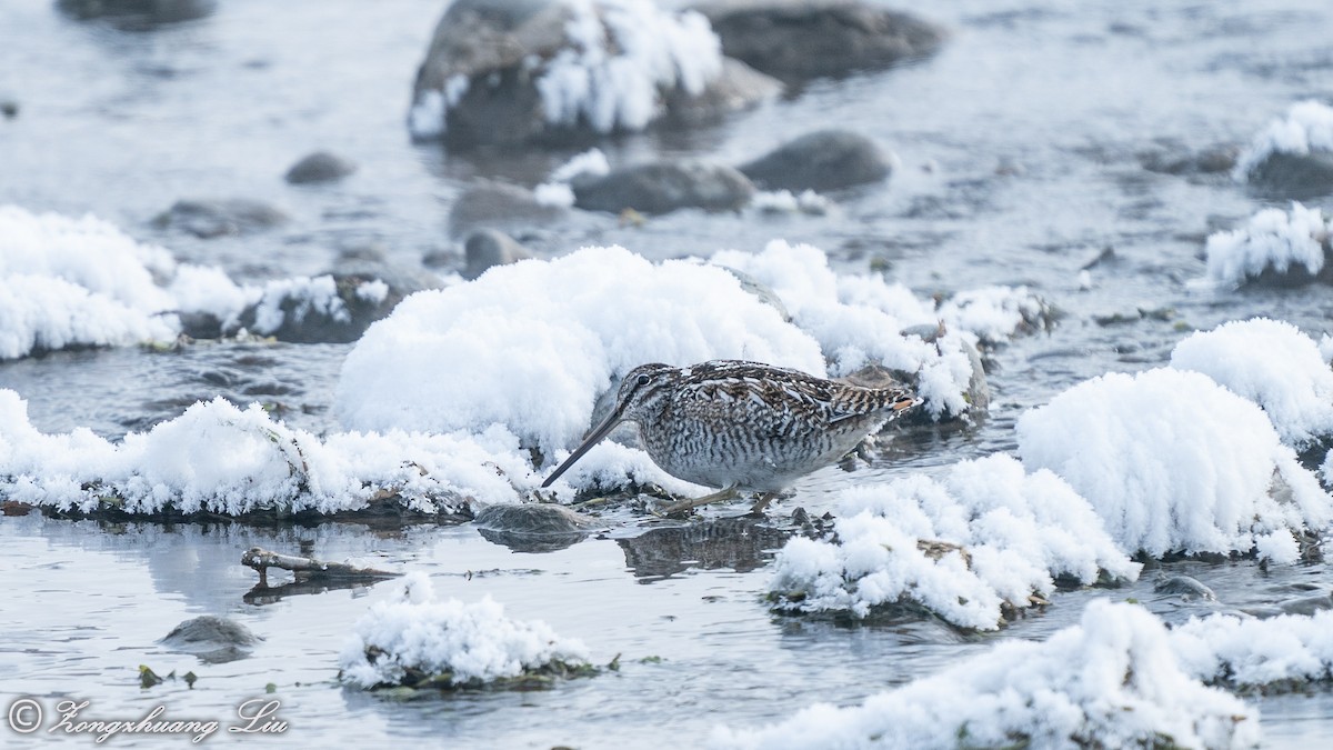 Solitary Snipe - ML614634561