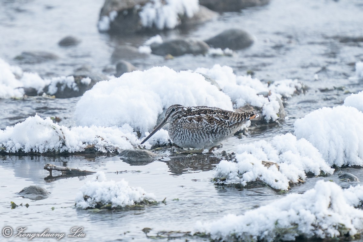 Solitary Snipe - ML614634562