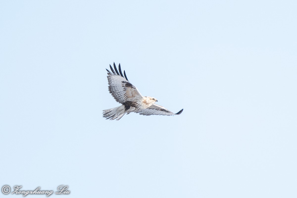 Upland Buzzard - Zongzhuang Liu